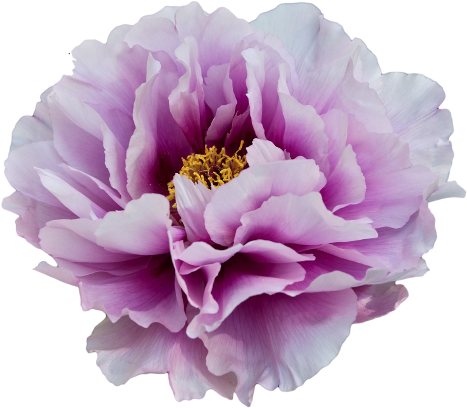Peony Png Clipart - Transparent Background Purple Flowers (500x422), Png Download