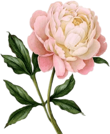 Pink Peony Drawing - Peony Png Transparent (399x491), Png Download