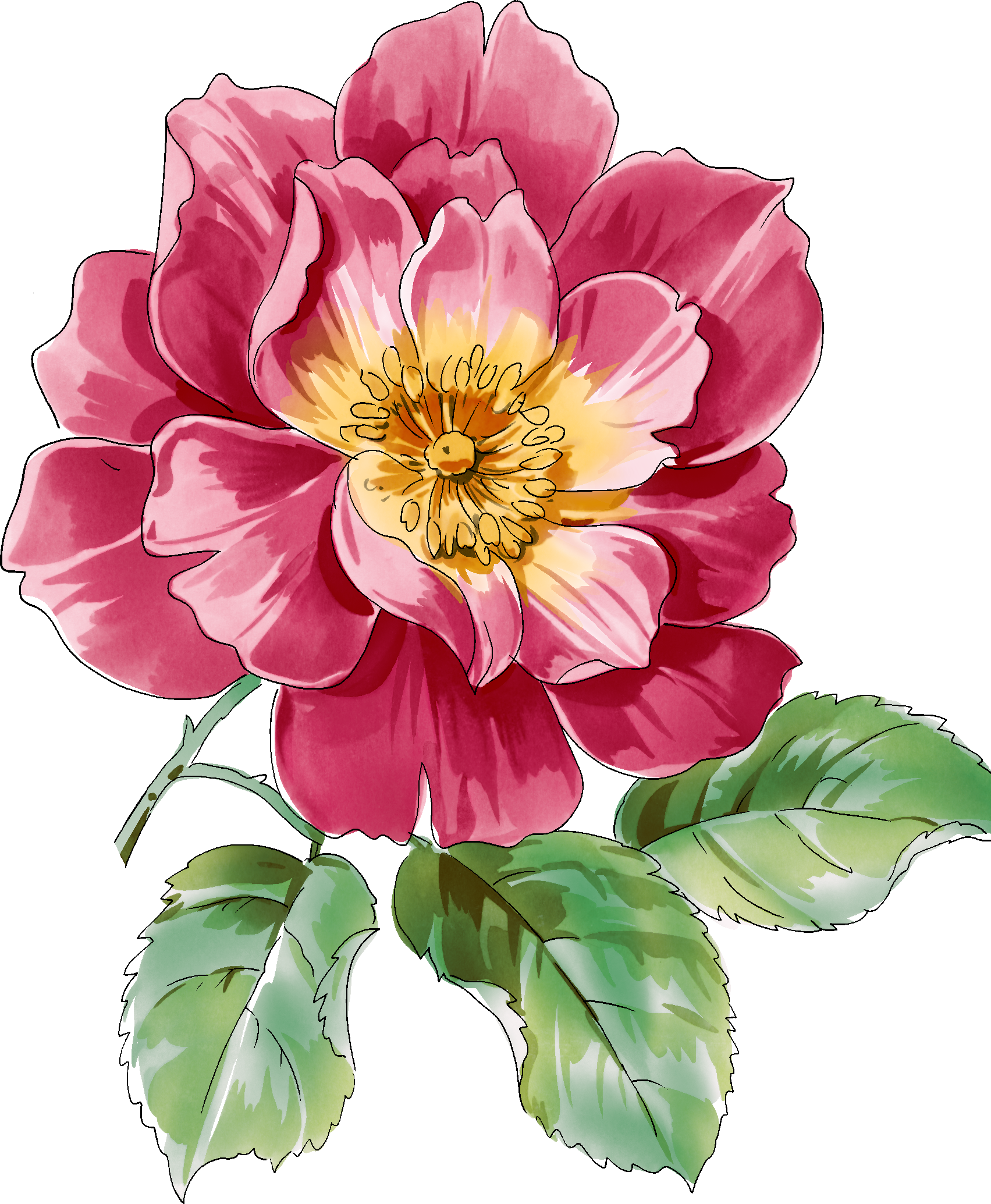 Pion34 - Flowers With Invisible Background (1703x2069), Png Download
