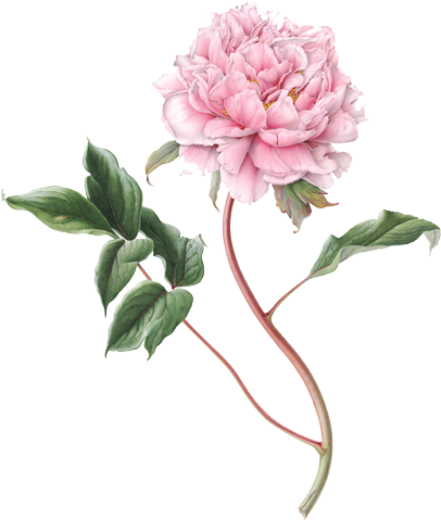 Peony Png File - Botanical Flower Illustration Png (460x557), Png Download