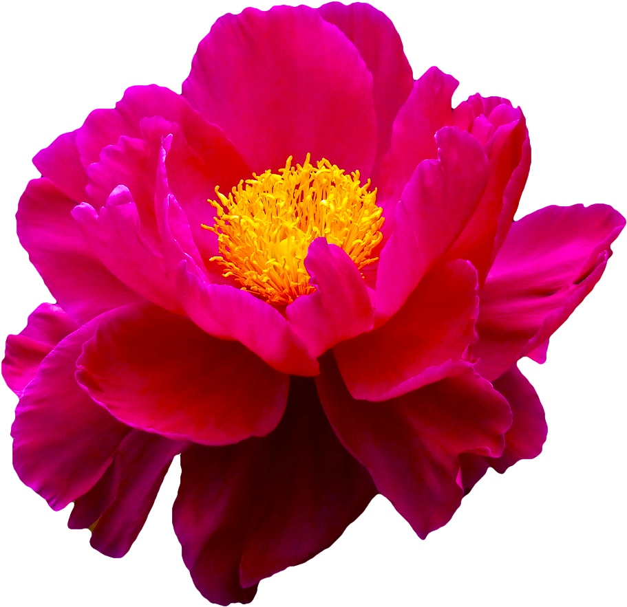 Original Flower Png (919x886), Png Download