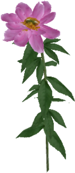 Peony - Artificial Flower (480x480), Png Download