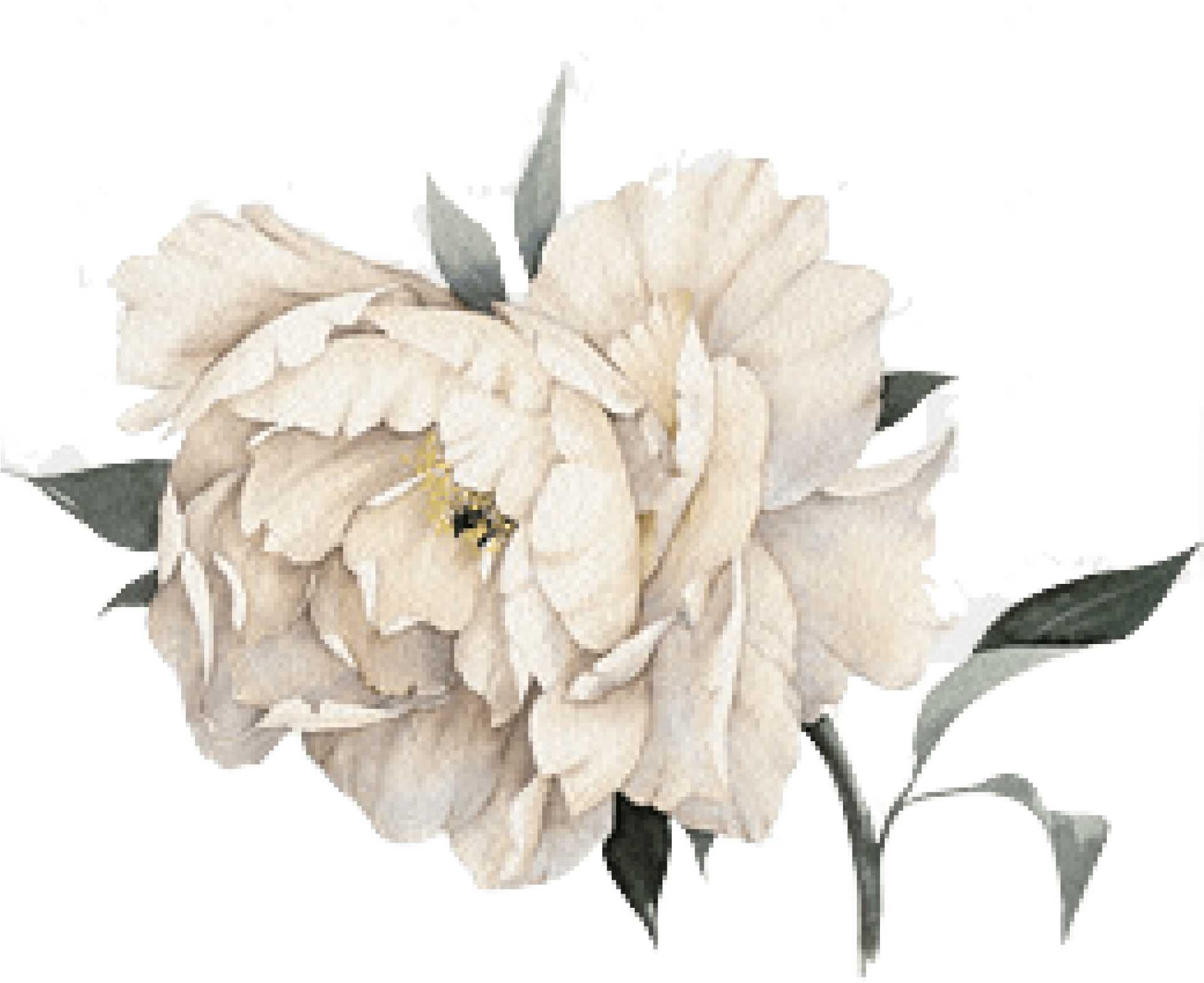 Cropped Peony 1 - White Flower Watercolor Png (1920x1920), Png Download