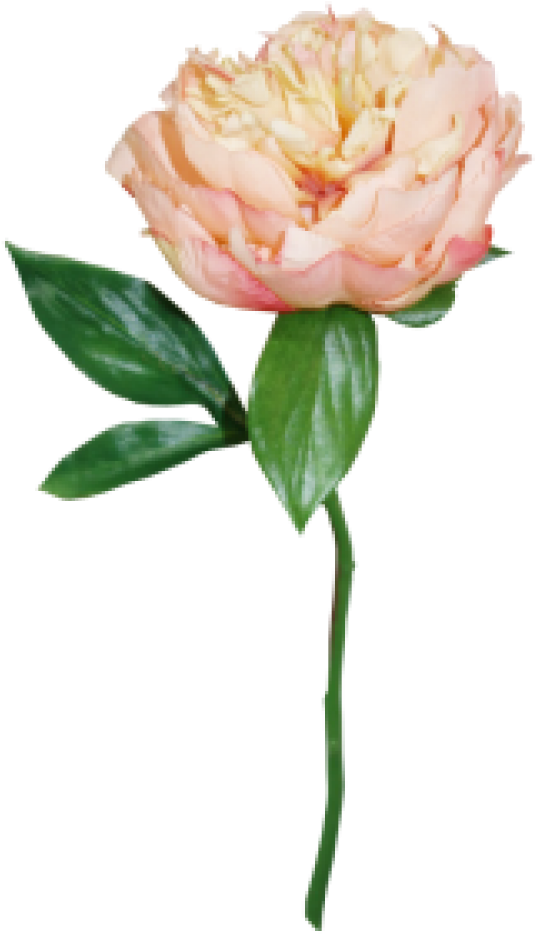 Peach Peony Png (1000x1000), Png Download