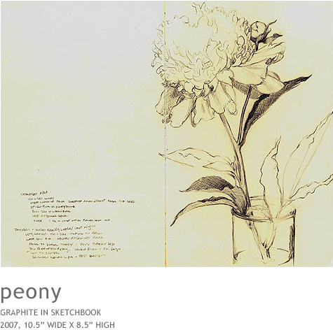 Peony - Sketch (634x510), Png Download