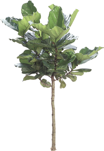 Ficus - Fig Tree White Pot (357x500), Png Download