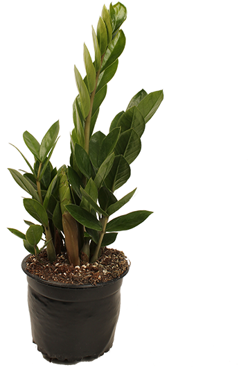 Zanzibar Gem Plant New Zealand - Zanzibar Gem (550x550), Png Download