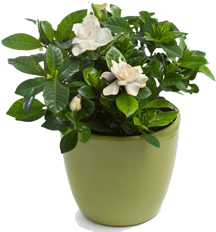 Indoor Plants In Atlanta - Gardenia (gardenia Jasminoides) In Flower Po Flask (450x490), Png Download