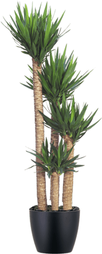 Yucca Indoor Plant In Black Container - Best Indoor Small Plant (500x500), Png Download