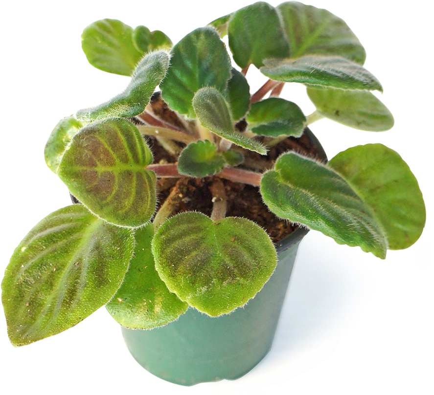 Naturescape Allows You Access To Inspiring And Diverse - Houseplant (899x817), Png Download