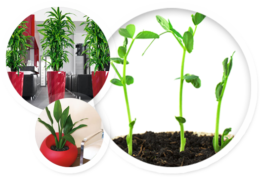Indoor And Office Plants Hire Melbourne - Recent Developments In Plant Genomics: Volume Ii (543x369), Png Download