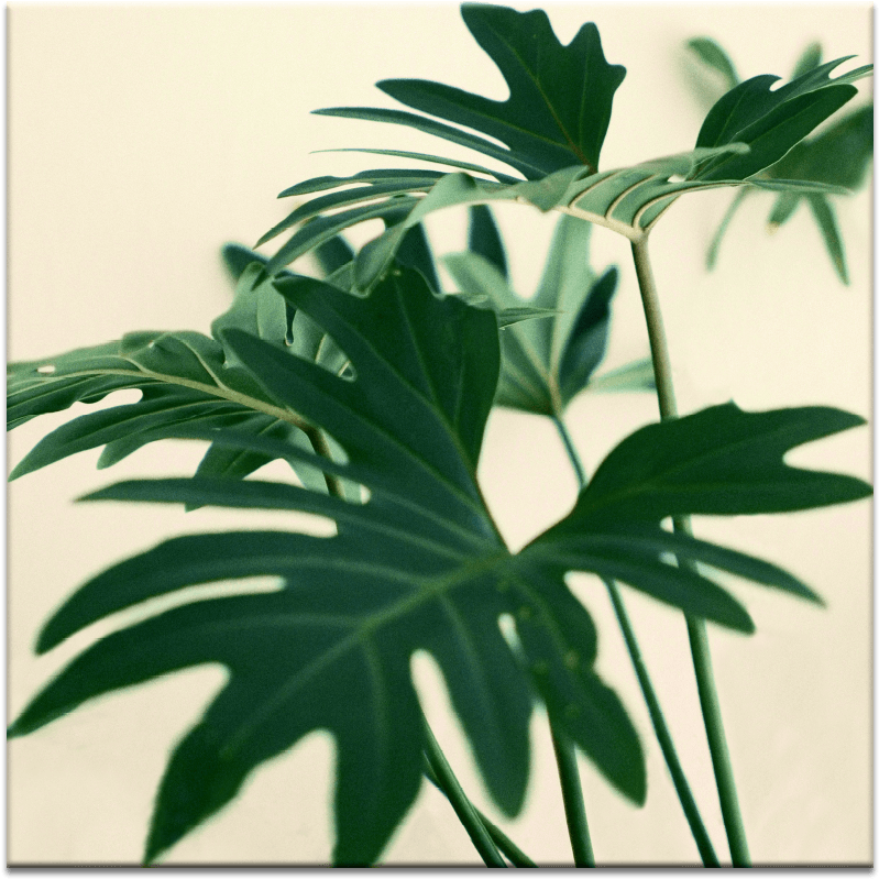 Indoor Plant - Monstera Deliciosa (900x900), Png Download