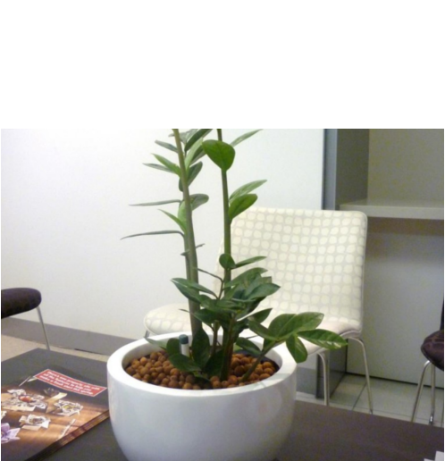 Table Top - Houseplant (500x667), Png Download