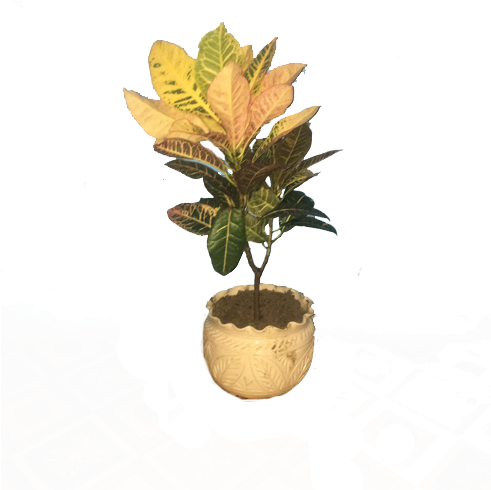 Quick View - Garden Croton (650x490), Png Download