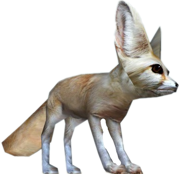 Fennec Fox (633x347), Png Download