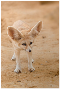 Fennec Fox (400x400), Png Download