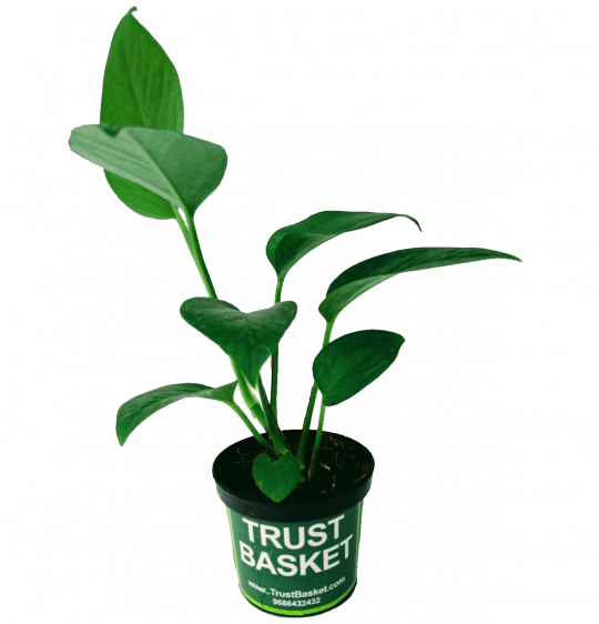 Indoor Air Purifier Money Plant- Tissue Cultured,high - Houseplant (540x562), Png Download