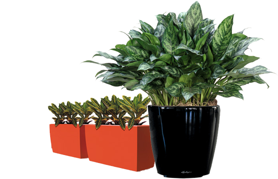Indoor Plant Hire Melbourne - Aglaonema Mary Ann (605x361), Png Download