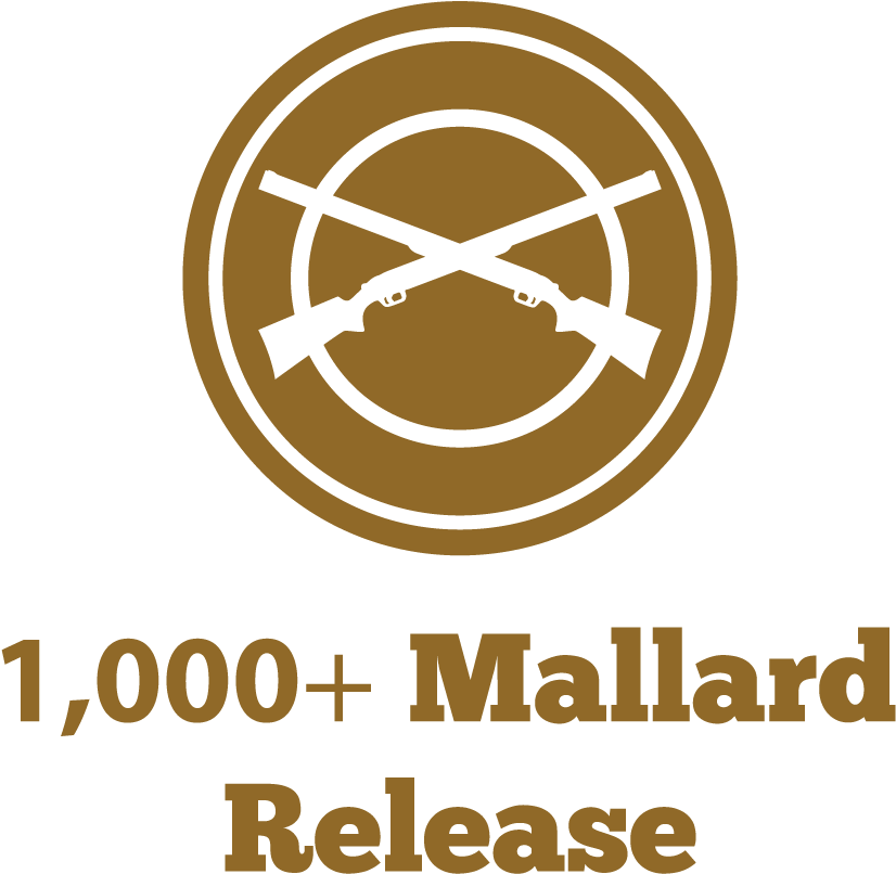 1,000 Mallard Release - False Grade 5 Reading Skills: Reluctant Readers Edition (887x883), Png Download