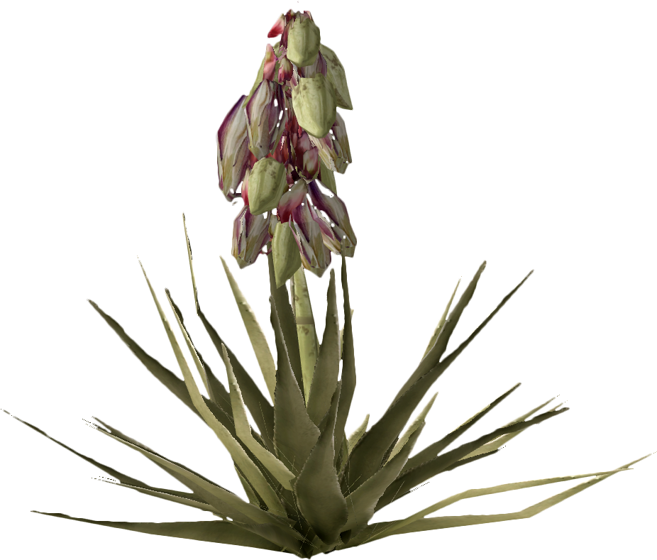 Bananayuccaplant - Agave Fallout New Vegas (950x800), Png Download