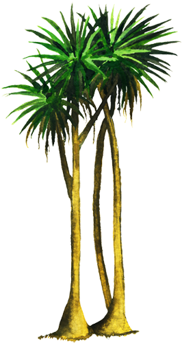 Www - Biodiversidad - Gob - Mx - Roystonea (750x502), Png Download