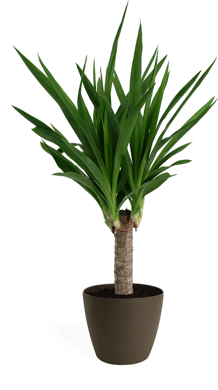 Yucca Cane Small - Best Indoor Plants For Low Light (700x1252), Png Download