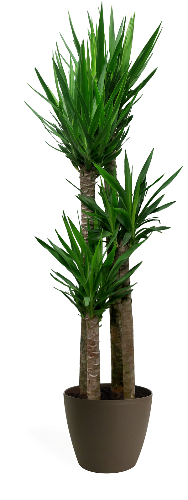 Yucca Cane Staggered Large - Yucca (700x1594), Png Download