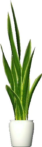 3d Flowers - Sansevieria - Vase (750x527), Png Download