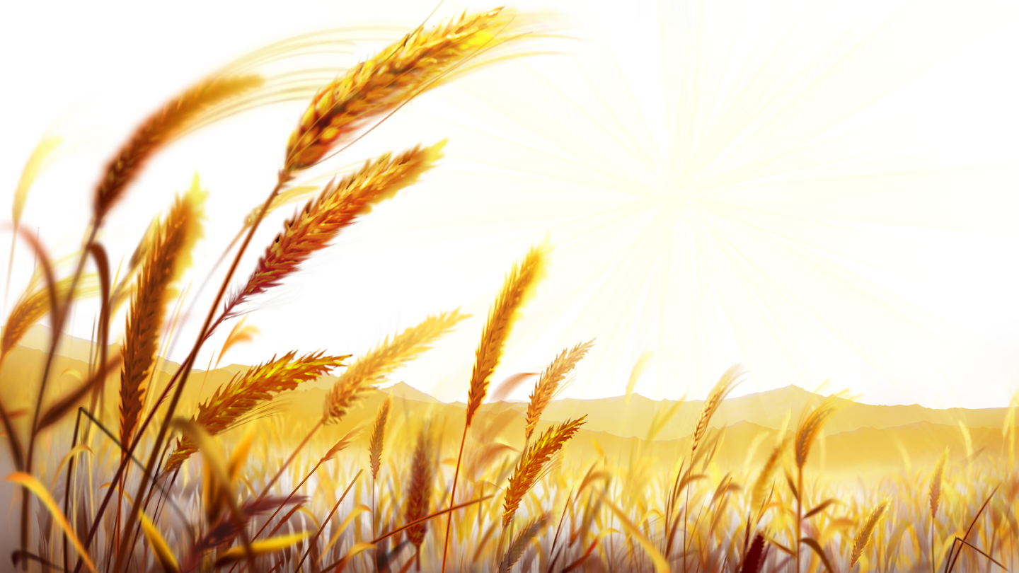 Pizza Wheat Food Dough Wallpaper - Wheat Png (1440x810), Png Download