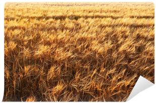 Grass (400x400), Png Download