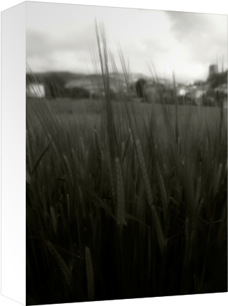 Campo De Trigo - Tree (674x516), Png Download