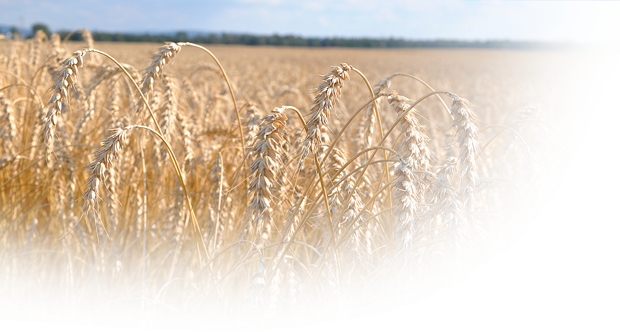 Bread Wheat - Common Wheat (1224x655), Png Download