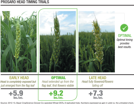 If You're Planning On Going Fishing After The Crops - Sorghum (554x452), Png Download