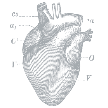 Drawing Of Heart Diagram With Parts Of The Heart Labeled - Heart (370x370), Png Download