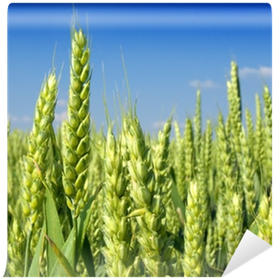 Grasses (400x400), Png Download