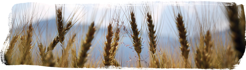 Countingomer - Agriculture (1000x297), Png Download
