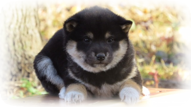 Shiba Inu Puppies Sometimes Change Color As Their Adult - Lapponian Herder (640x360), Png Download