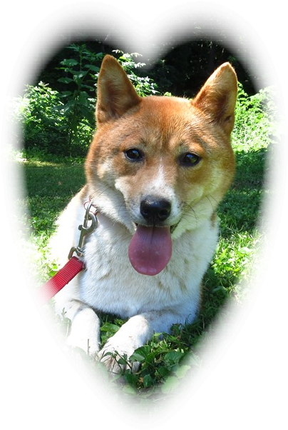 All Of Our Dogs Are Registered With The American Kennel - Norwegian Lundehund (427x640), Png Download