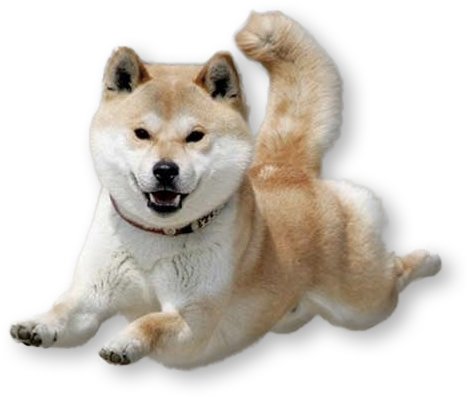 Dancing Doge Png Vector Freeuse Library - Shiba Inu Fighting (500x616), Png Download
