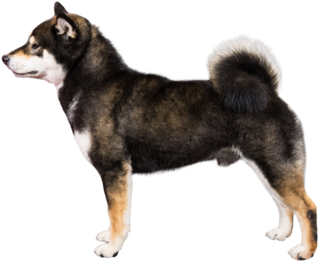 Profile Of Shiba Inu - Raza De Perro Parecido Al Doberman (480x392), Png Download