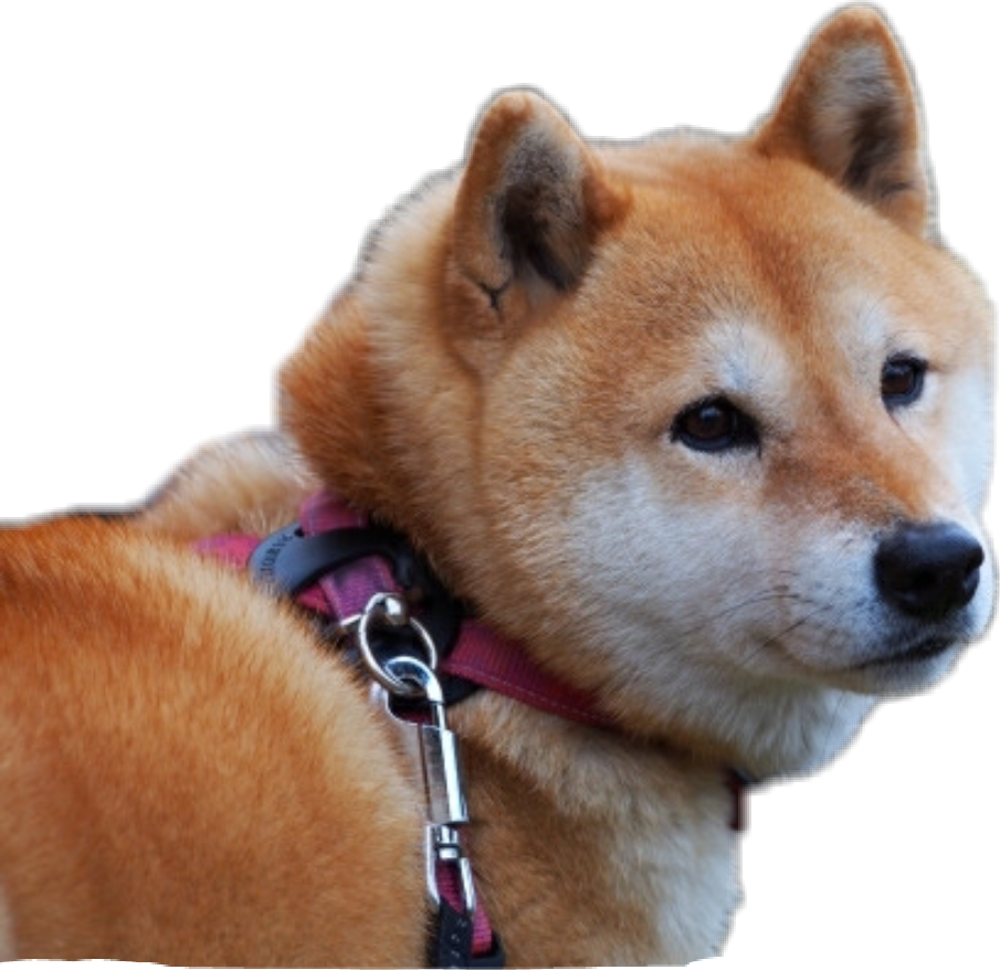 Shiba Inu (905x878), Png Download