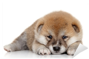 Japanese Shiba Inu Mug (400x400), Png Download