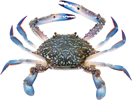 Blue Swimming Crab - Climate Change Animal Acclimatize (500x350), Png Download