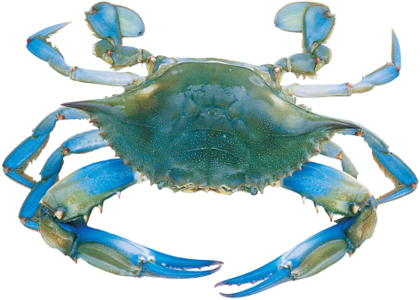Blue Crab Photo - Crab Blue (500x356), Png Download