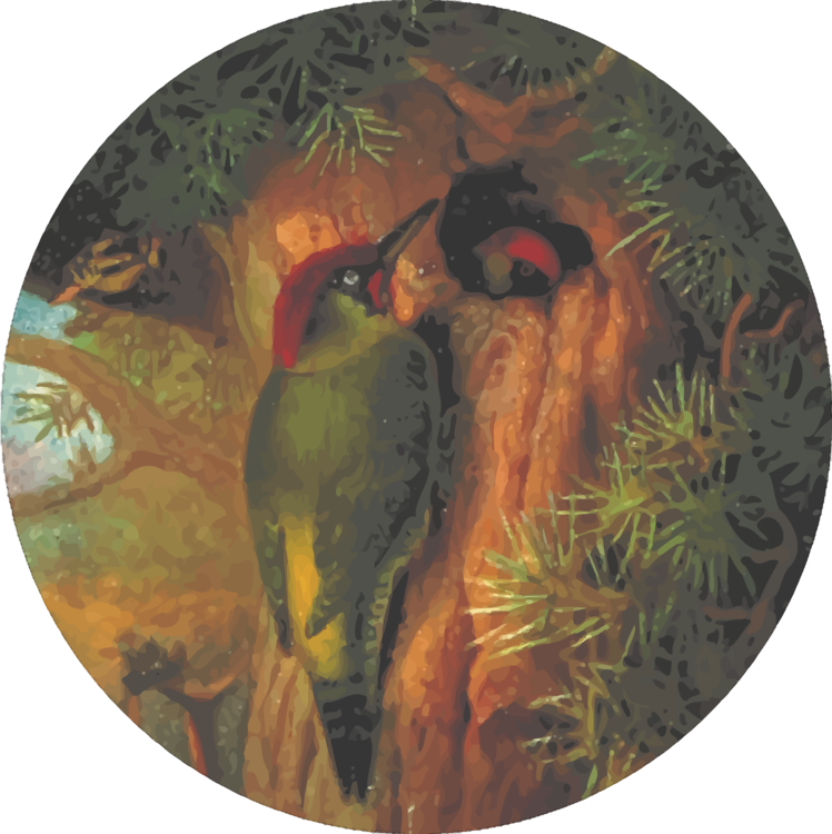 Woody Woodpecker Drawing Bird Sparrow - Vintage Wookpecker Chest Patch From A Drawing (748x750), Png Download
