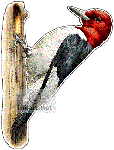 Woodpecker Drawing - Red Headed Woodpecker Drawings (451x590), Png Download