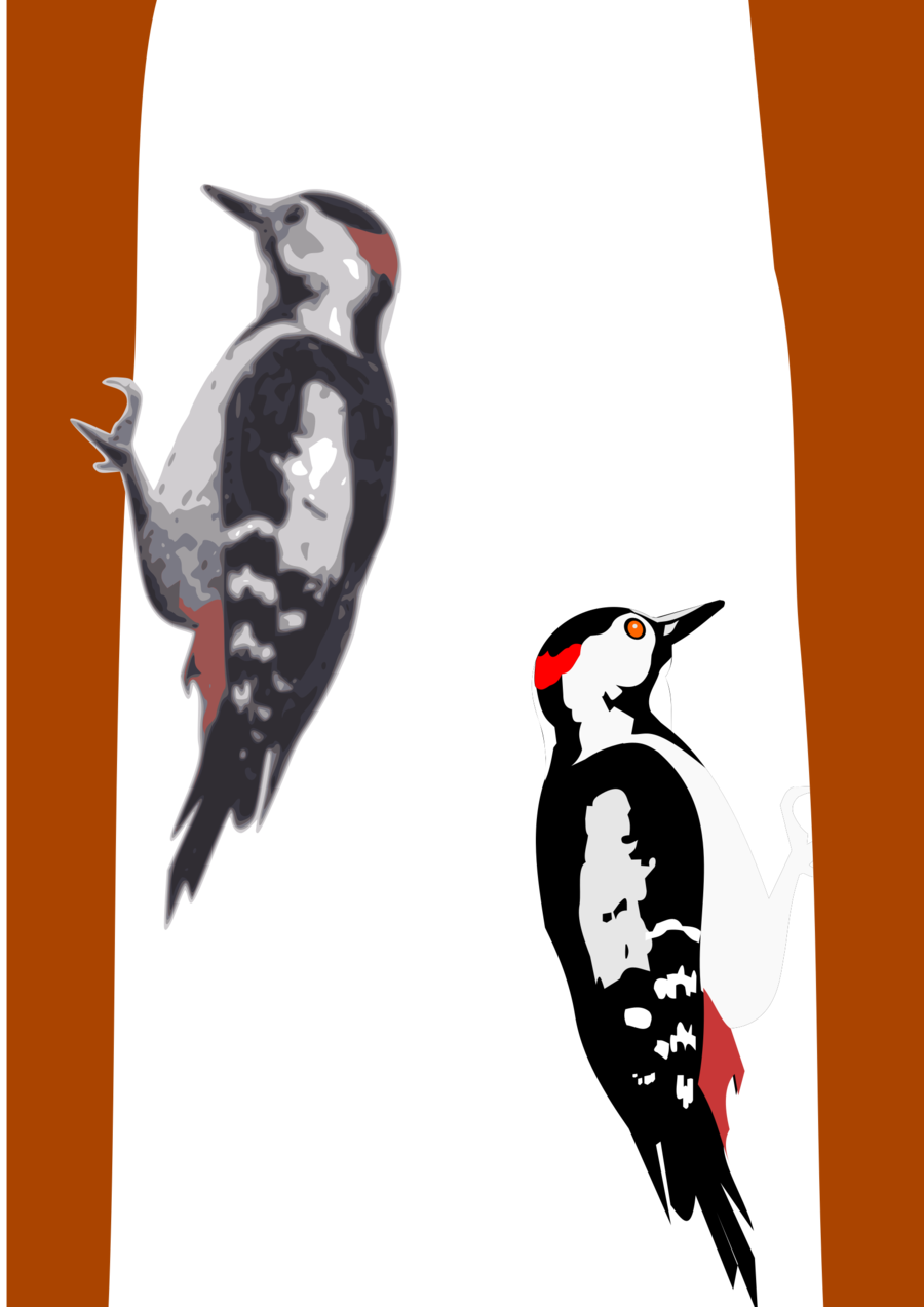 Woodpecker - Woodpecker Vector Free (900x1273), Png Download