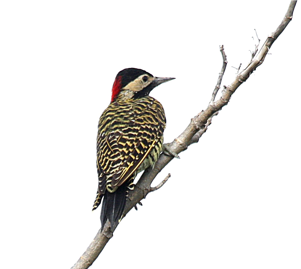Woodpecker (1206x886), Png Download