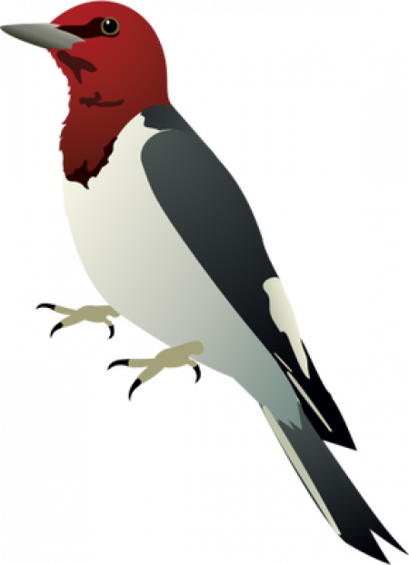 Red Headed Woodpecker Png (450x622), Png Download
