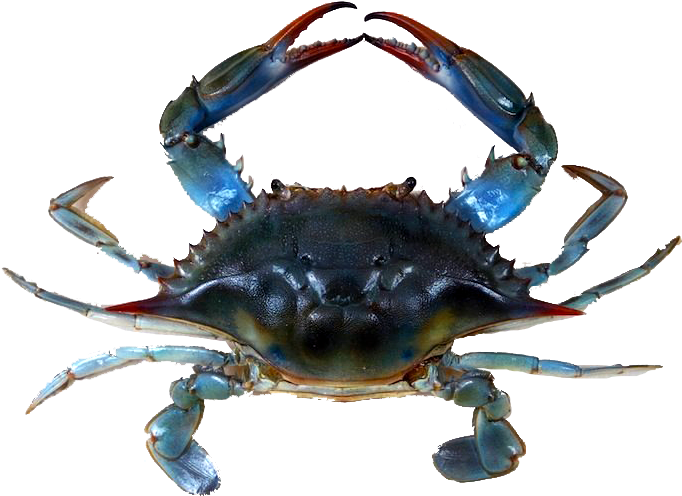 Blue Crabmeat - Animals In Neuse River (786x526), Png Download